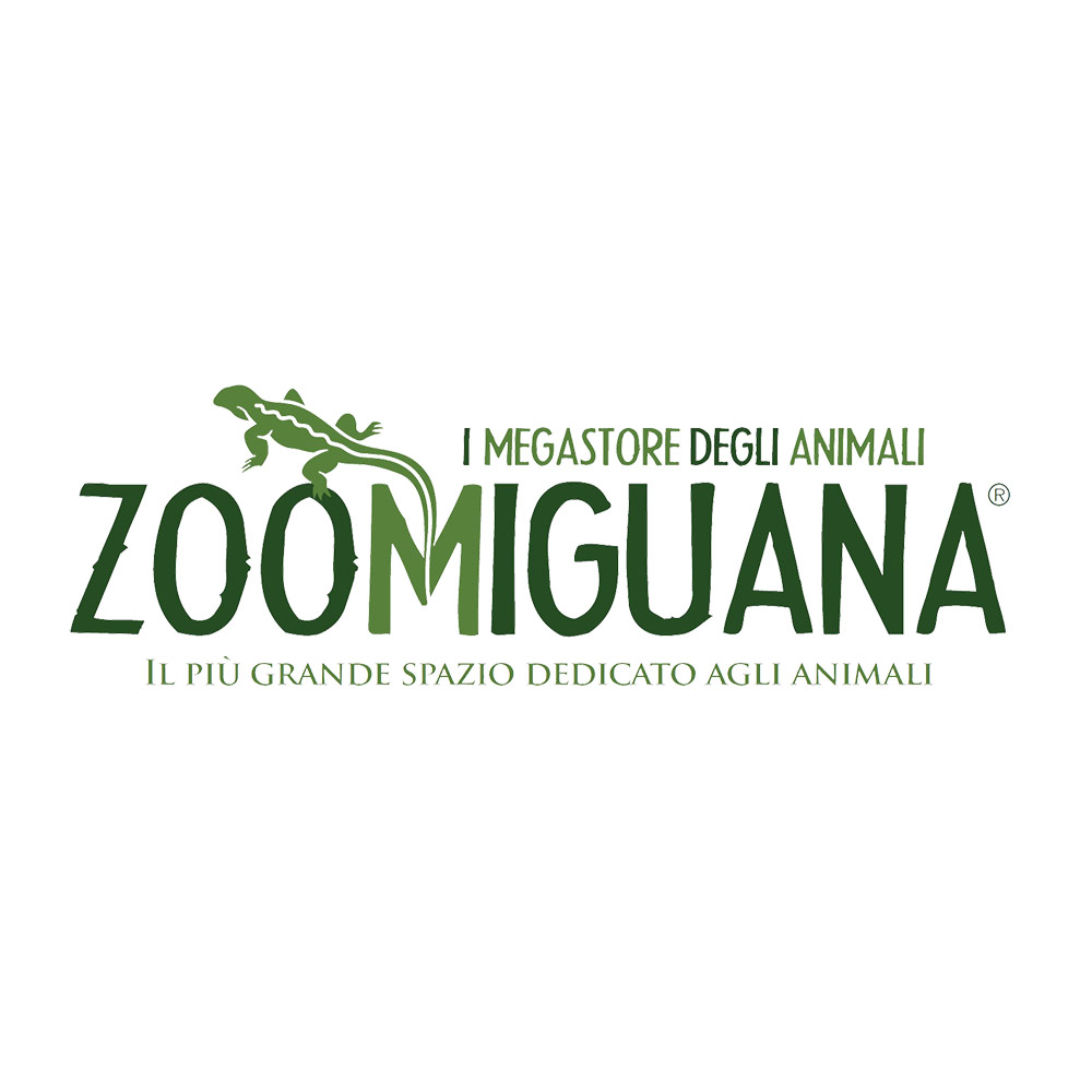zoomiguana